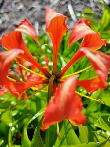 Gloriosa superba flower from the back